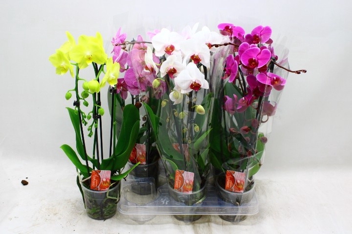 <h4>PHAL EL CASCADE</h4>
