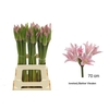 Amarcrinum Rose