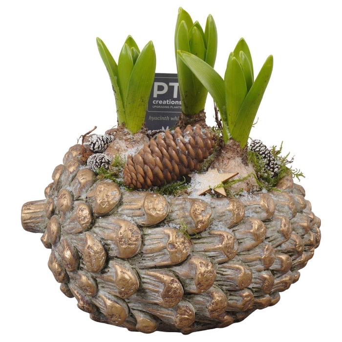 <h4>Arr.  Hyacinthus L%</h4>