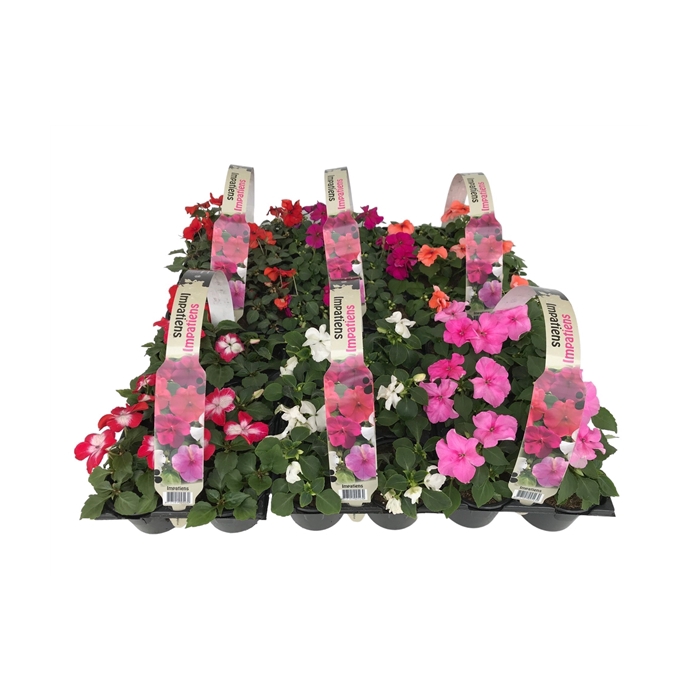 <h4>Impatiens Walleriana mixkar 6p</h4>