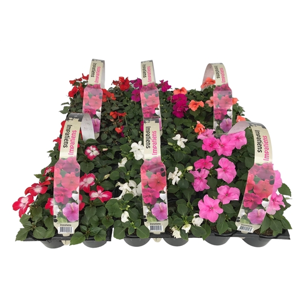 <h4>Impatiens Walleriana mixkar 6p</h4>