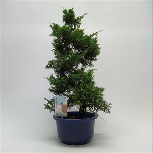 Juniperus Itoigawa S-shape Bonsai 19 cm (herkomst: Japan)