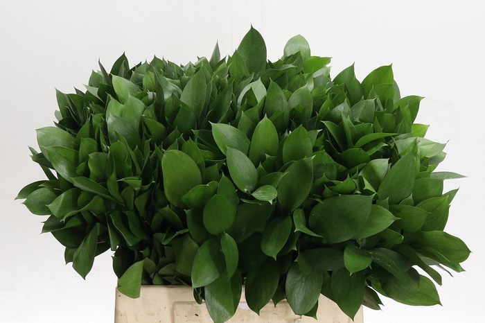 <h4>Ruscus aculeatus   ...groot blad</h4>