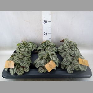 Peperomia