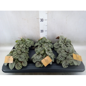 Peperomia