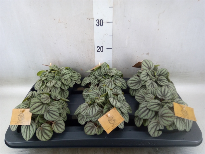 <h4>Peperomia</h4>