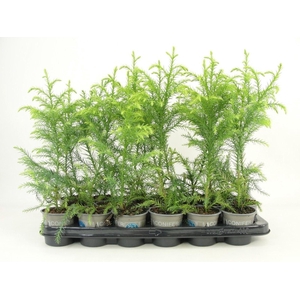 Cryptomeria Sekkan