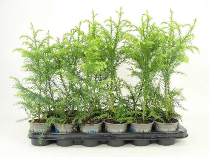 <h4>Cryptomeria Sekkan</h4>