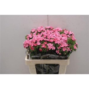 Dianthus Ba Earl Dark X50
