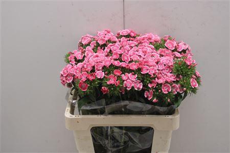 <h4>Dianthus Ba Earl Dark X50</h4>