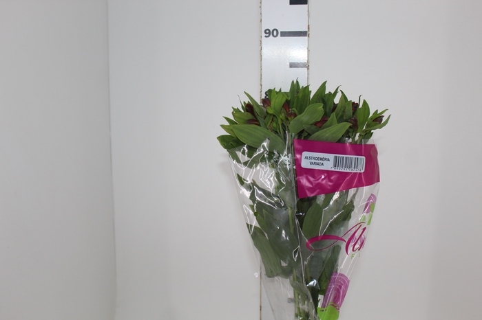 <h4>ALSTROEMERIA NATALYA 080 CM</h4>