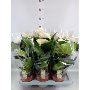 Anthurium andr. 'Alpine'