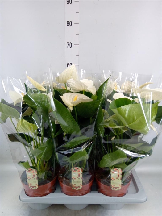 <h4>Anthurium andr. 'Alpine'</h4>
