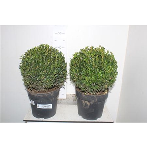 Buxu Sempervirens 28cm Diam.