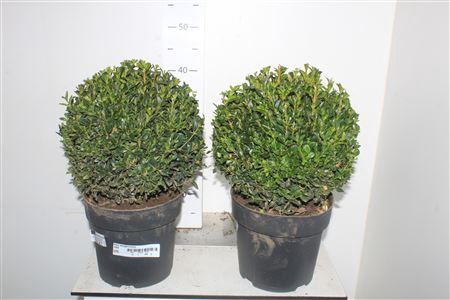 <h4>Buxu Sempervirens 28cm Diam.</h4>
