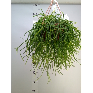 Rhipsalis   ...