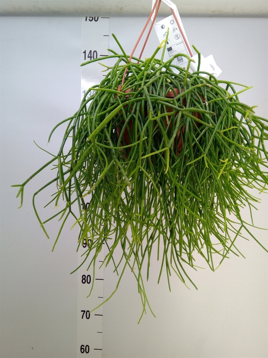 <h4>Rhipsalis   ...</h4>