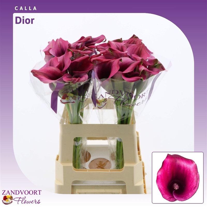 <h4>Calla Dior</h4>