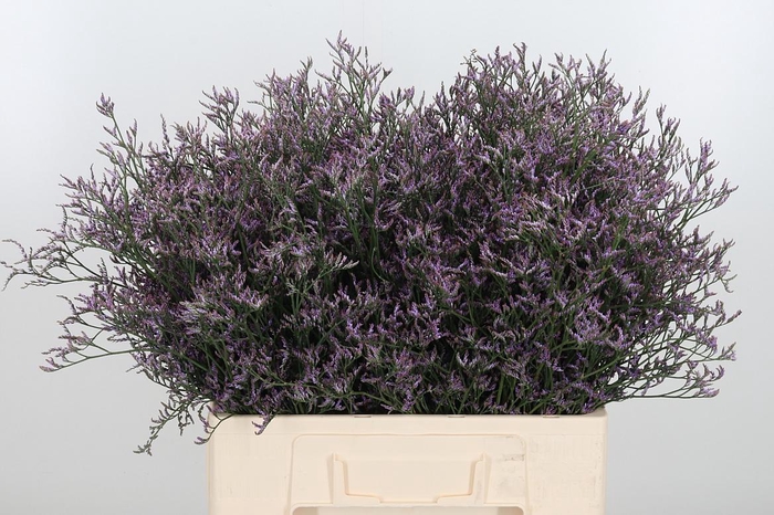 <h4>Lim Saf Lilac 60 20</h4>