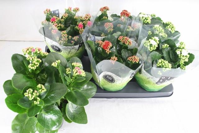 <h4>KAL GE GEM 4 KL</h4>