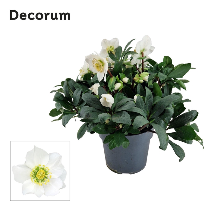 <h4>Helleborusn. Mont Blanc 17cm (Xl) Decorum</h4>