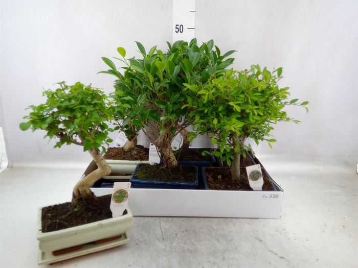 <h4>Bonsai   ...mix</h4>