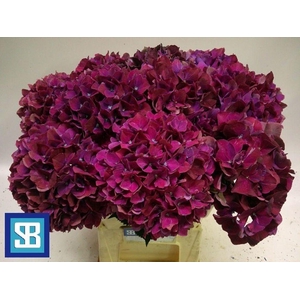Hydrangea mag pink ruby
