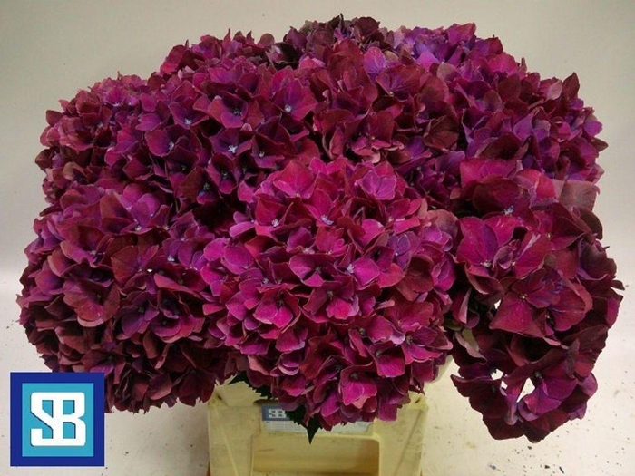 <h4>Hydrangea mag pink ruby</h4>