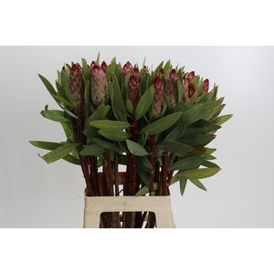 Protea Robijn
