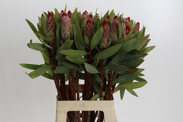 <h4>Protea Robijn</h4>