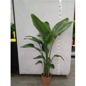 Strelitzia nicolai
