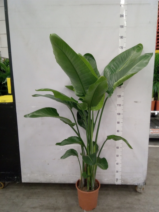 <h4>Strelitzia nicolai</h4>