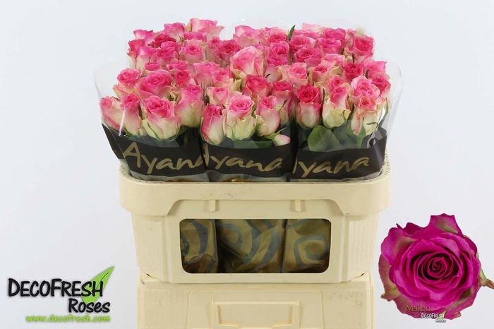 <h4>R Gr Malibu</h4>