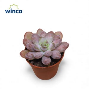 Graptoveria Black Racoon