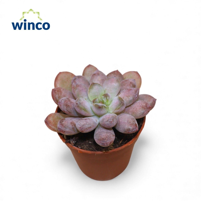 <h4>Graptoveria Black Racoon</h4>