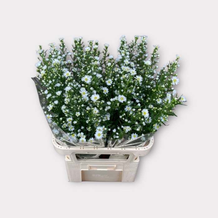<h4>ASTER MONTE CASINO AST MONTE CASINO</h4>