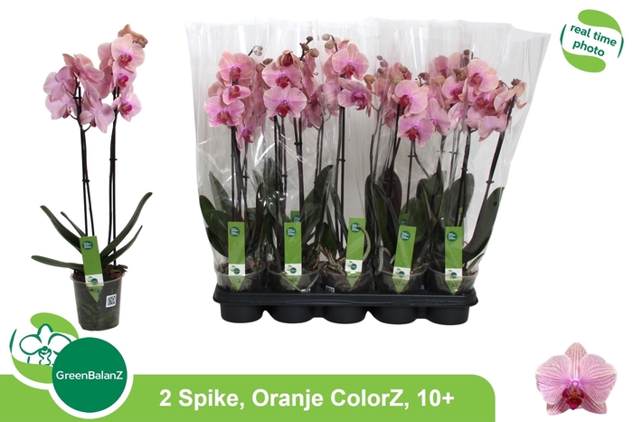 <h4>PHAL OV ORANJE</h4>