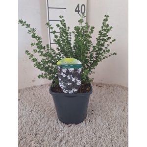 Prostanthera cuneata