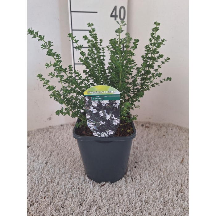 <h4>Prostanthera cuneata</h4>