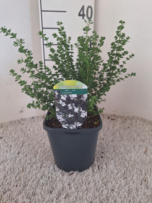 Prostanthera cuneata