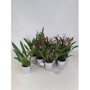 BRASSIA SUMMER DREAM