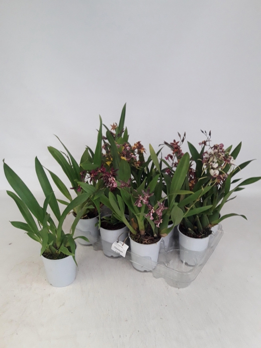 <h4>BRASSIA SUMMER DREAM</h4>