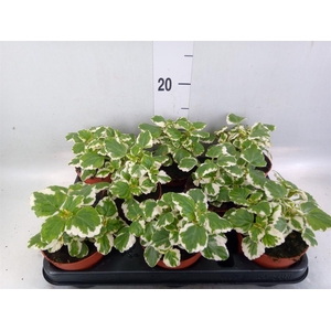Plectranthus   ...