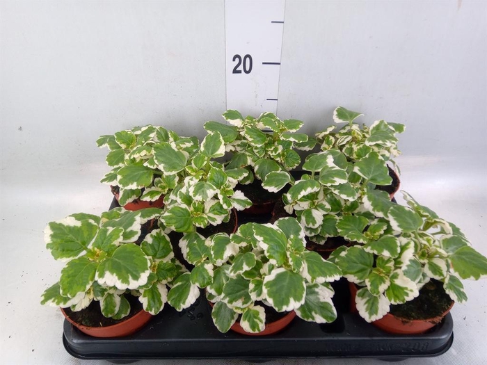 <h4>Plectranthus   ...</h4>