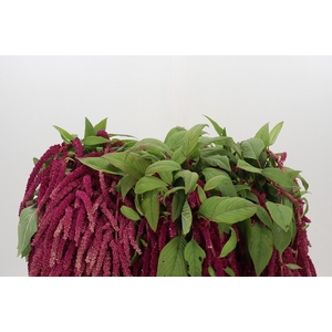Amaranthus Caudatus Love Lies Bleeding