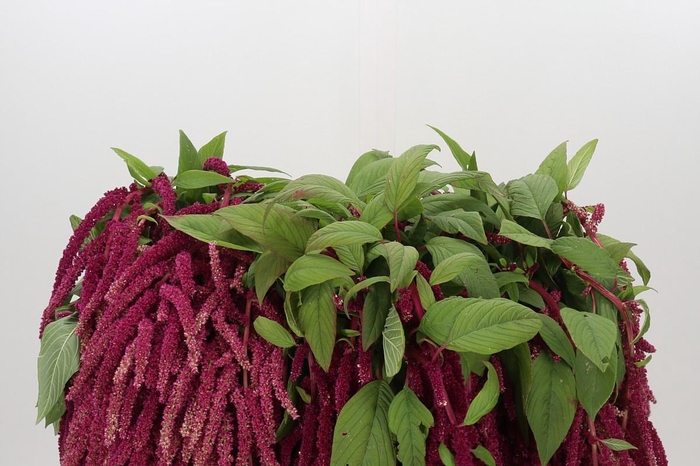 Amaranthus Caudatus Love Lies Bleeding