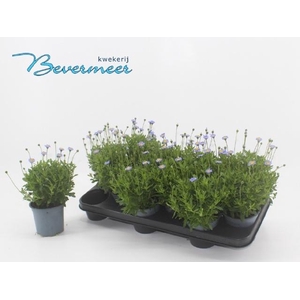 FELI AM FELICIT BLUE