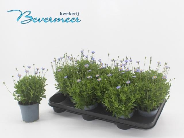 <h4>FELI AM FELICIT BLUE</h4>