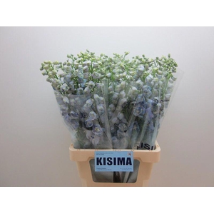 Delph Guardian Lavender Kisima