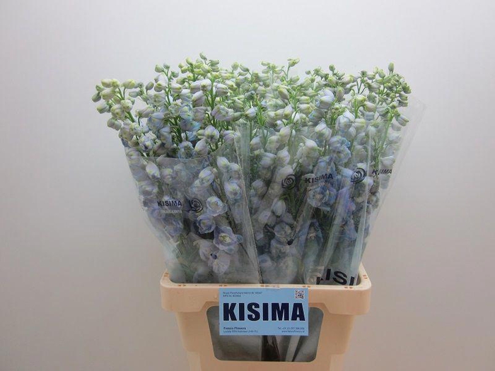 <h4>Delph Guardian Lavender Kisima</h4>